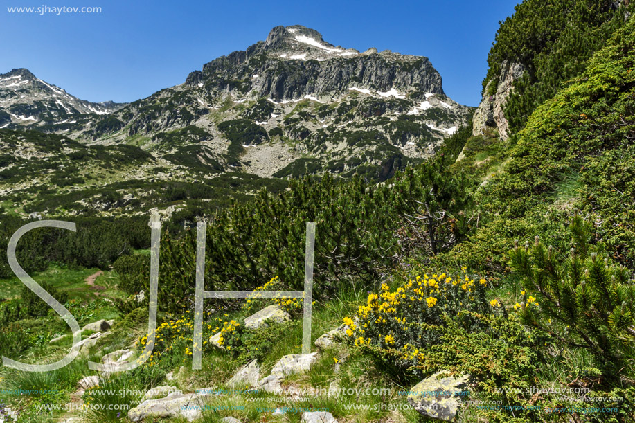 Amazing view with Dzhangal peak and Spring flowers in Pirin Mountain, Bulgaria