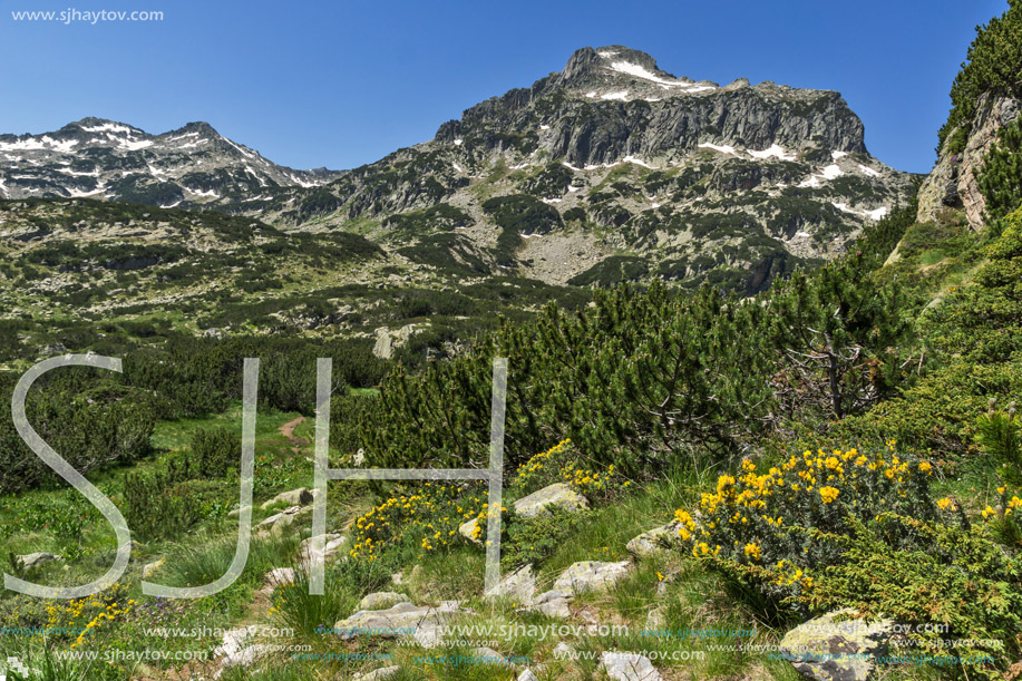 Amazing view with Dzhangal peak and Spring flowers in Pirin Mountain, Bulgaria