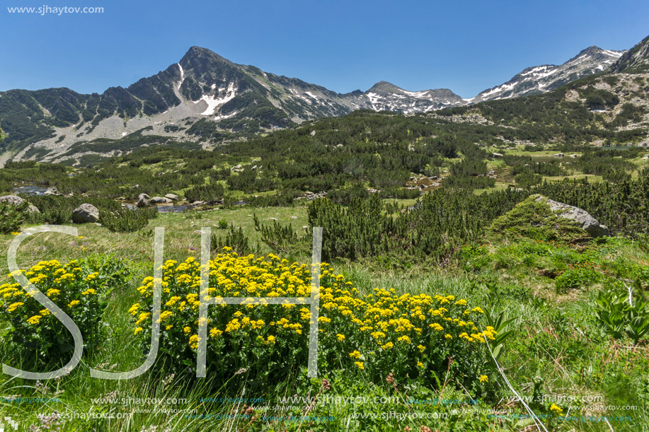 Amazing view with Sivrya peak and Spring flowers in Pirin Mountain, Bulgaria