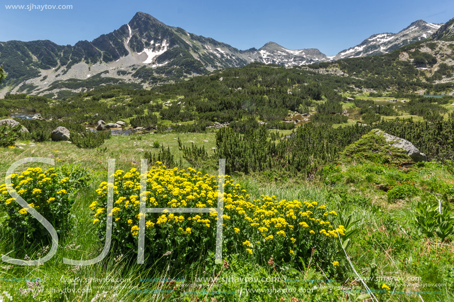 Amazing view with Sivrya peak and Spring flowers in Pirin Mountain, Bulgaria