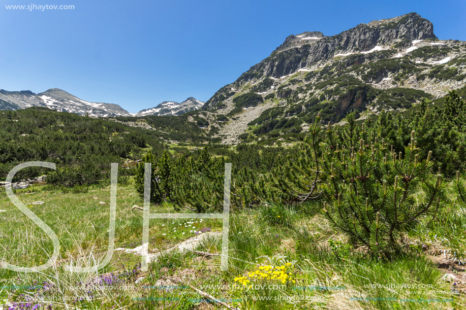 Amazing view with Dzhangal peak and Spring flowers in Pirin Mountain, Bulgaria