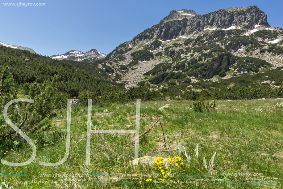 Amazing view with Dzhangal peak and Spring flowers in Pirin Mountain, Bulgaria