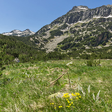 Amazing view with Dzhangal peak and Spring flowers in Pirin Mountain, Bulgaria