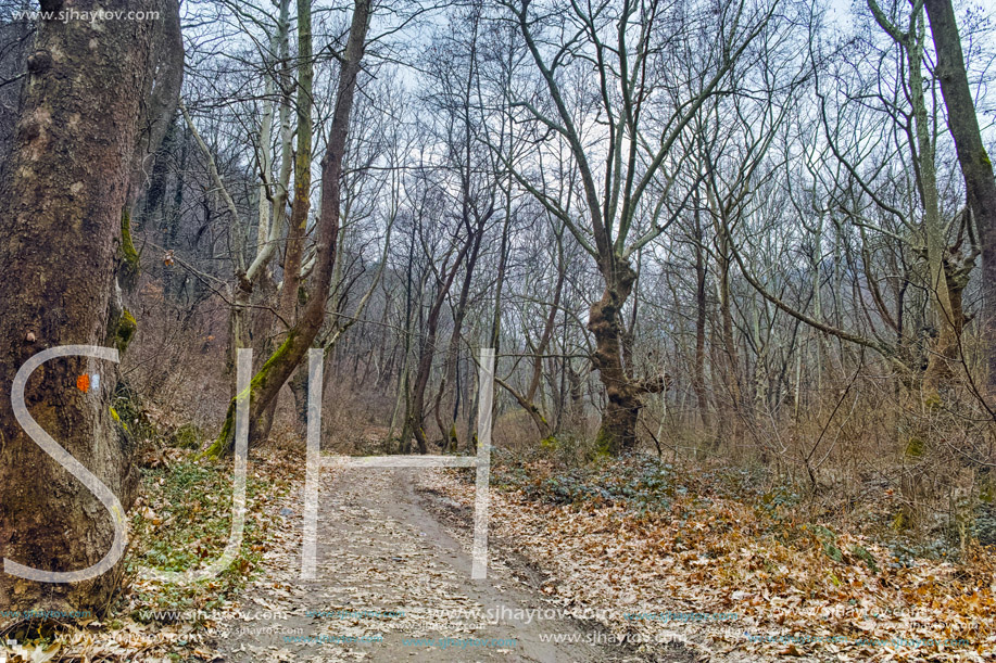 Amazing view of winter forest in Belasitsa Mountain, Bulgaria