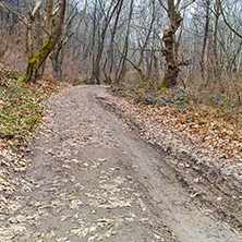Amazing view of winter forest in Belasitsa Mountain, Bulgaria