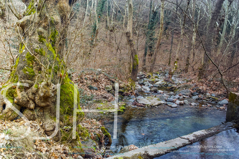 Amazing view of winter forest in Belasitsa Mountain, Bulgaria