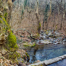 Amazing view of winter forest in Belasitsa Mountain, Bulgaria