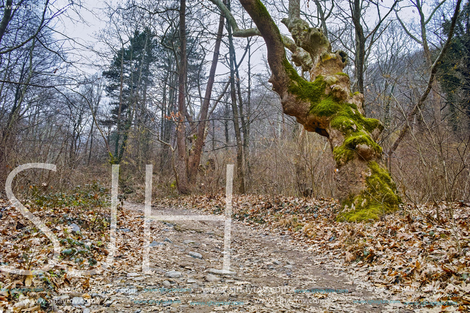 Amazing view of winter forest in Belasitsa Mountain, Bulgaria