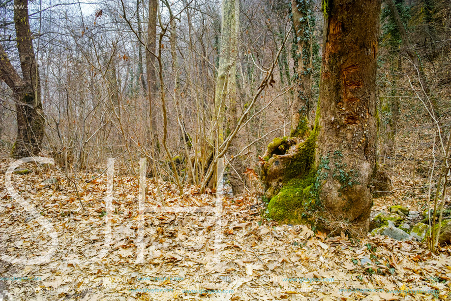 Amazing view of winter forest in Belasitsa Mountain, Bulgaria