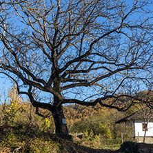 BOZHENTSI, BULGARIA - OCTOBER 29 2016:   Street with autumn trees in village of Bozhentsi, Gabrovo region, Bulgaria