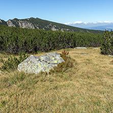 Landscape with Bushes and stones in Rila Mountain, Bulgaria