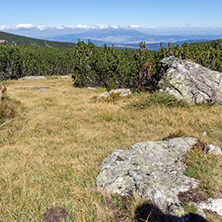 Landscape with Bushes and stones in Rila Mountain, Bulgaria