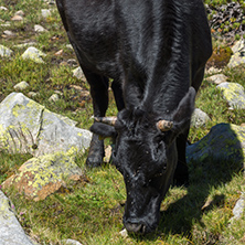 Cows in the Valley of Valyavitsa river, Pirin Mountain, Bulgaria