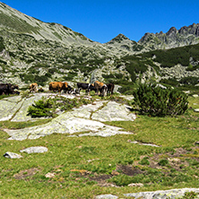 Amazing landscape with Dzhangal Peak and cows on green meadows, Pirin Mountain, Bulgaria