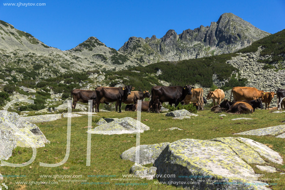 Amazing landscape with Dzhangal Peak and cows on green meadows, Pirin Mountain, Bulgaria