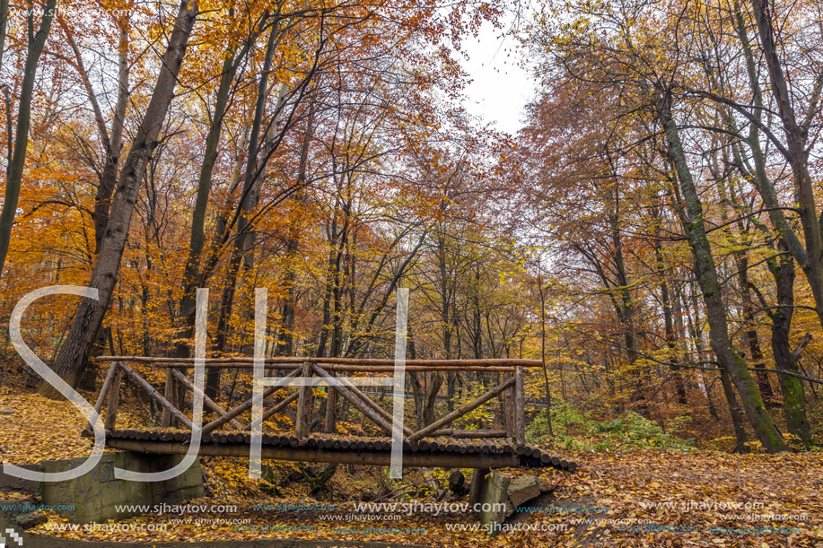Autumn Landscape with yellow trees, Vitosha Mountain, Sofia City Region, Bulgaria