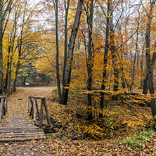 Autumn Landscape with yellow trees, Vitosha Mountain, Sofia City Region, Bulgaria