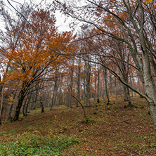 Autumn Landscape with yellow trees, Vitosha Mountain, Sofia City Region, Bulgaria