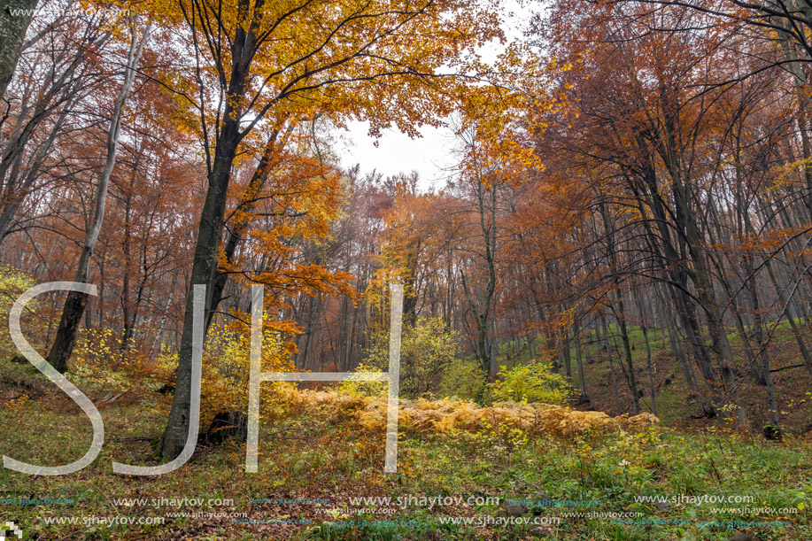 Autumn Landscape with yellow trees, Vitosha Mountain, Sofia City Region, Bulgaria