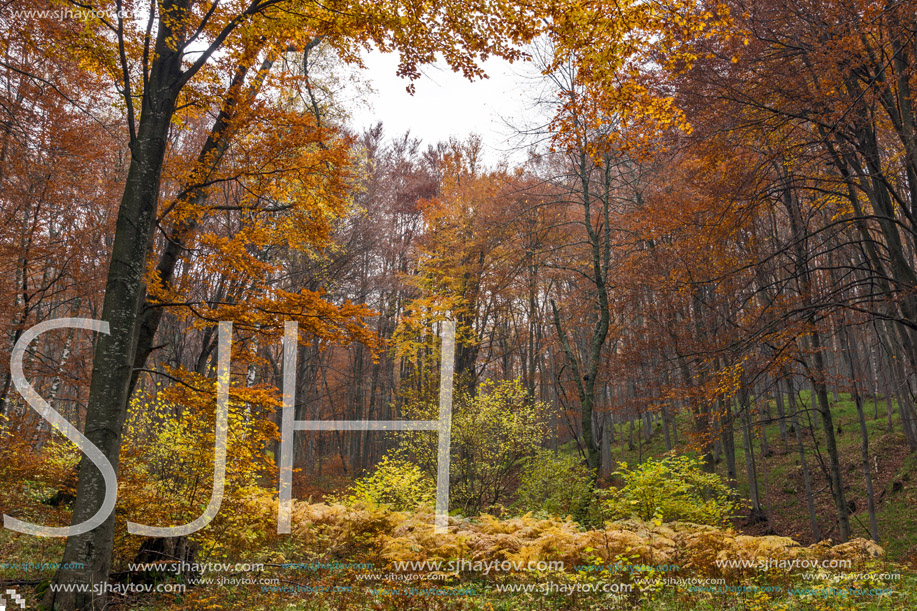 Autumn Landscape with yellow trees, Vitosha Mountain, Sofia City Region, Bulgaria