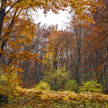 Autumn Landscape with yellow trees, Vitosha Mountain, Sofia City Region, Bulgaria