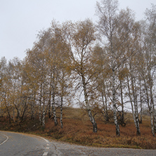Autumn Landscape with yellow trees, Vitosha Mountain, Sofia City Region, Bulgaria