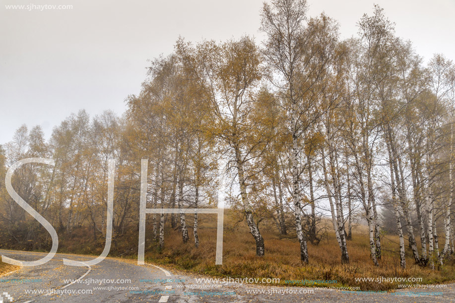 Autumn Landscape with yellow trees, Vitosha Mountain, Sofia City Region, Bulgaria