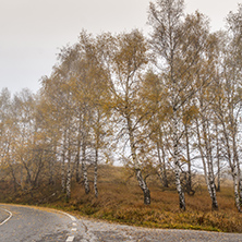 Autumn Landscape with yellow trees, Vitosha Mountain, Sofia City Region, Bulgaria