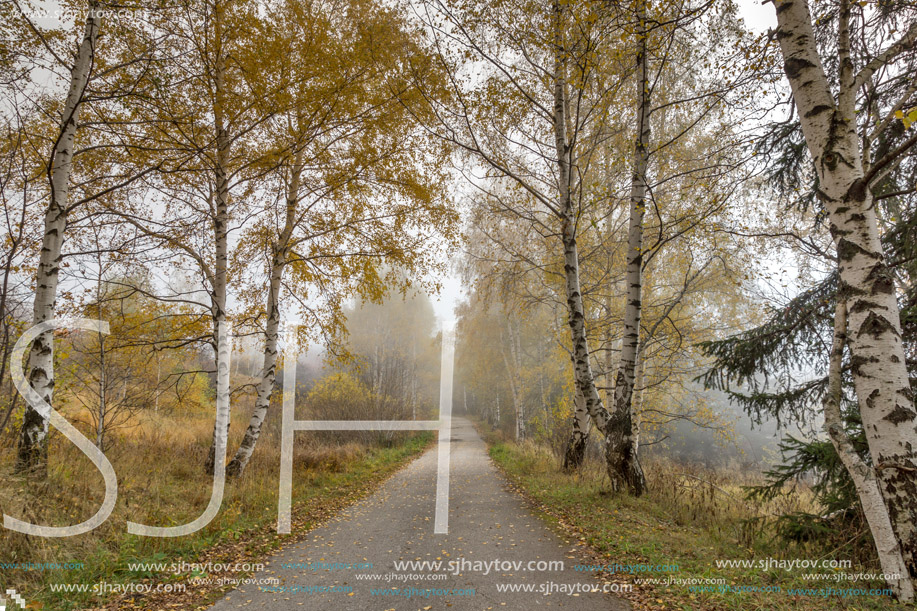 Autumn Landscape with yellow trees, Vitosha Mountain, Sofia City Region, Bulgaria