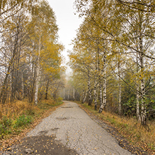 Autumn Landscape with yellow trees, Vitosha Mountain, Sofia City Region, Bulgaria