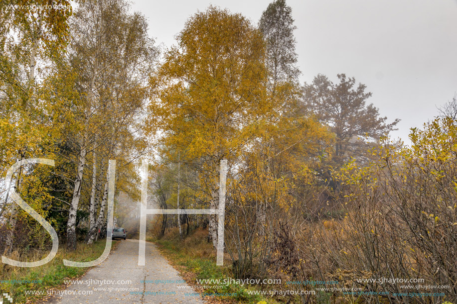 Autumn Landscape with yellow trees, Vitosha Mountain, Sofia City Region, Bulgaria