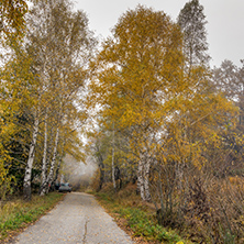 Autumn Landscape with yellow trees, Vitosha Mountain, Sofia City Region, Bulgaria