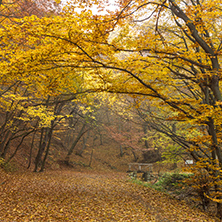 Autumn Landscape with yellow trees, Vitosha Mountain, Sofia City Region, Bulgaria