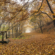 Autumn Landscape with yellow trees, Vitosha Mountain, Sofia City Region, Bulgaria