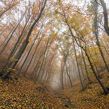 Autumn Landscape with yellow trees, Vitosha Mountain, Sofia City Region, Bulgaria