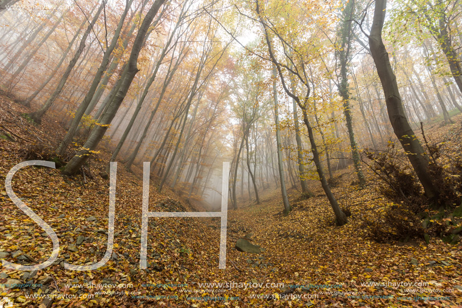 Autumn Landscape with yellow trees, Vitosha Mountain, Sofia City Region, Bulgaria