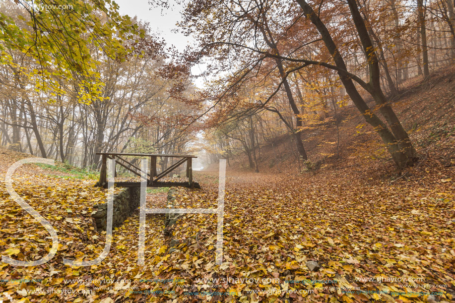 Autumn Landscape with yellow trees, Vitosha Mountain, Sofia City Region, Bulgaria