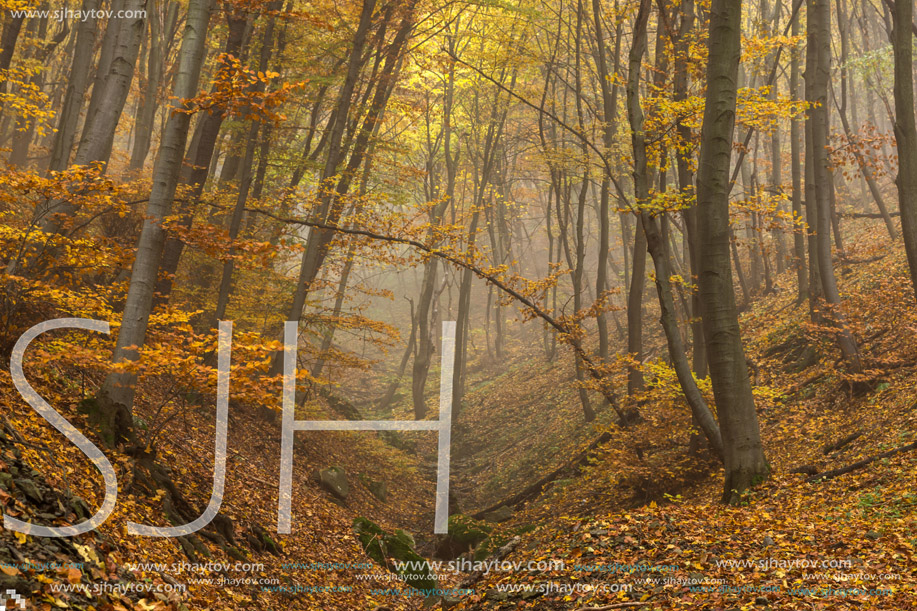 Autumn Landscape with yellow trees, Vitosha Mountain, Sofia City Region, Bulgaria