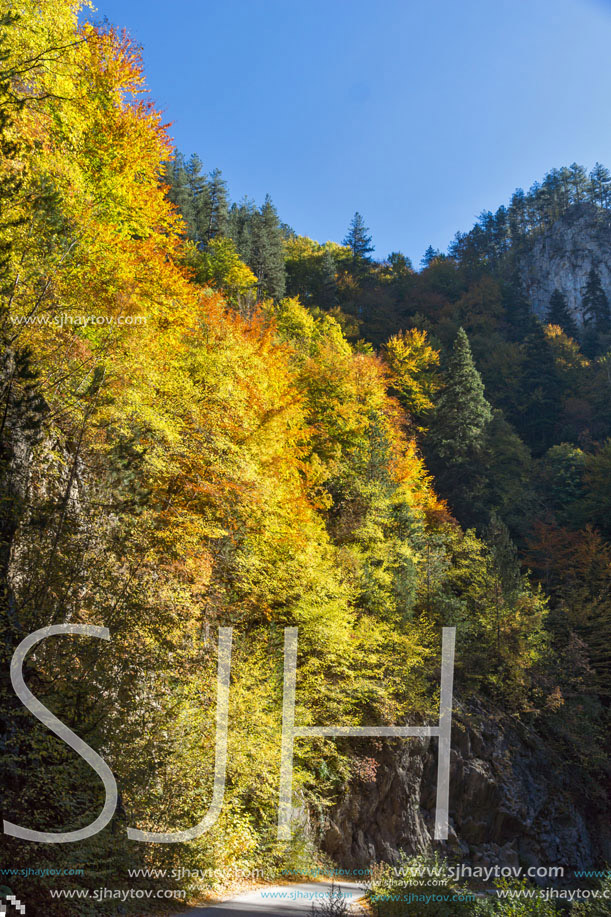 Yellow trees and Autumn view of Buynovsko gorge, Rhodope Mountains, Bulgaria