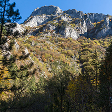 Yellow trees and Autumn view of Buynovsko gorge, Rhodope Mountains, Bulgaria