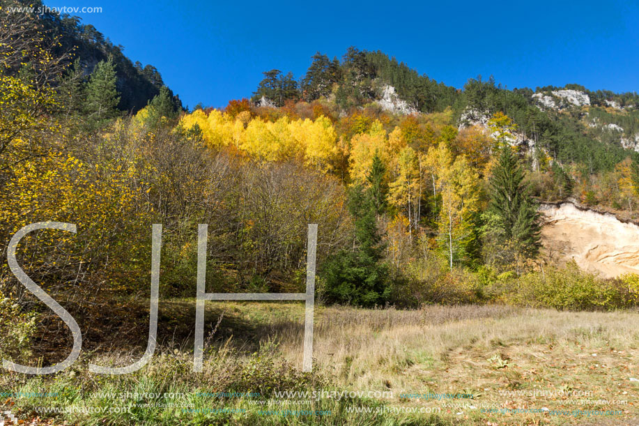 Yellow trees and Autumn view of Buynovsko gorge, Rhodope Mountains, Bulgaria