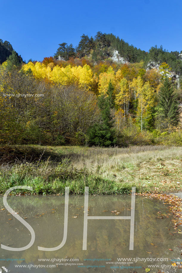 Yellow trees and Autumn view of Buynovsko gorge, Rhodope Mountains, Bulgaria