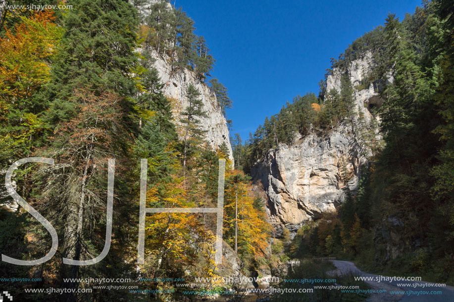 Yellow trees and Autumn view of Buynovsko gorge, Rhodope Mountains, Bulgaria