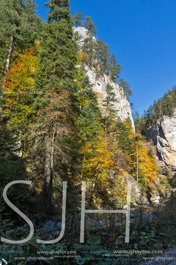 Yellow trees and Autumn view of Buynovsko gorge, Rhodope Mountains, Bulgaria