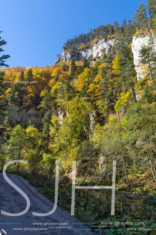 Yellow trees and Autumn view of Buynovsko gorge, Rhodope Mountains, Bulgaria