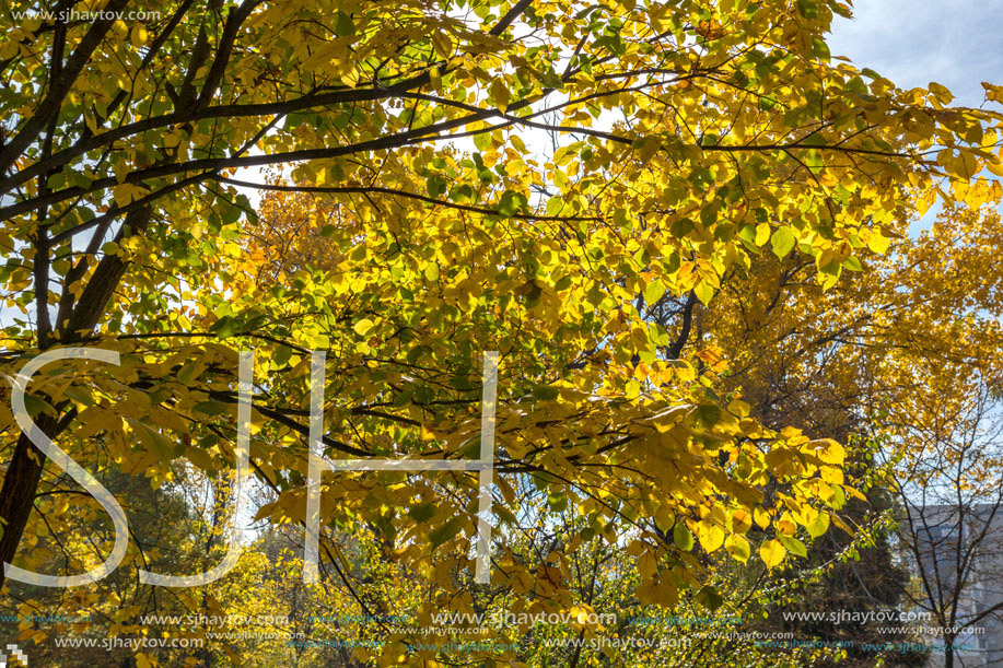 Amazing Autumn landscape with Yellow trees in South Park in city of Sofia, Bulgaria
