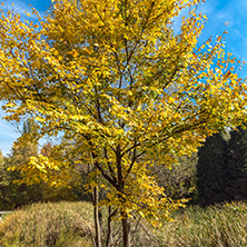 Amazing Autumn landscape with Yellow trees in South Park in city of Sofia, Bulgaria