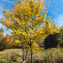 Amazing Autumn landscape with Yellow trees in South Park in city of Sofia, Bulgaria