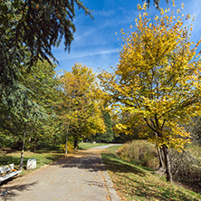 Amazing Autumn landscape with Yellow trees in South Park in city of Sofia, Bulgaria