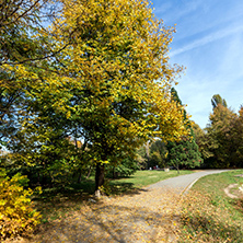 Amazing Autumn landscape with Yellow trees in South Park in city of Sofia, Bulgaria